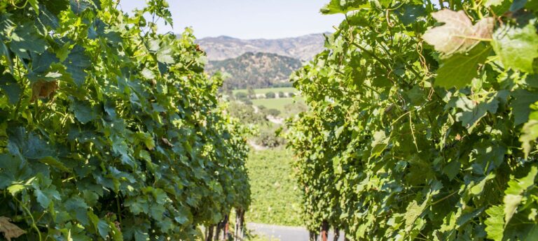 Important Considerations Before Building Your Winery