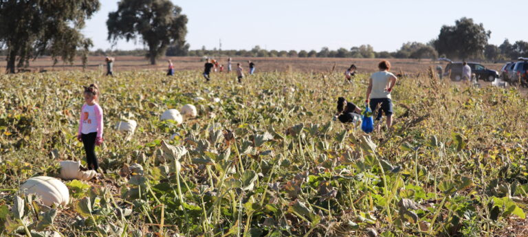 Company 039 S Annual Pumpkin Patch Potluck